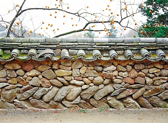포토 JPG 주간 한국문화 한국전통 시설물 건축물 건축 고건축 한국건축 한국 돌담 기와 기와집 사람없음 야외 동양건축 감나무 안동 하회마을 국내포토 자연요소 나무 동양문화 전통 아시아 한옥 감 담장 돌_바위 경상북도 파일형식 동양