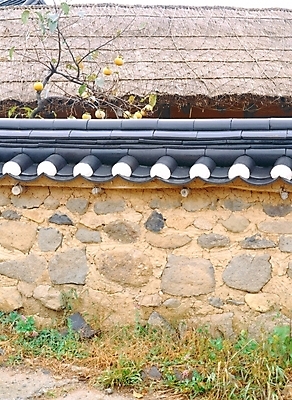 포토 JPG 주간 한국전통 시설물 건축물 건축 고건축 한국건축 자연 한옥 돌담 초가집 기와 풍경 사람없음 야외 동양건축 풀 감나무 안동 하회마을 국내포토 자연요소 나무 식물 전통 한국 감 담장 돌_바위 경상북도 생태계 파일형식 동양