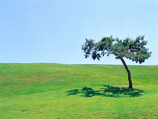 포토 JPG 주간 나무 자연 하늘 한그루 풍경 잔디 초원 사람없음 야외 초록색 풀 언덕 올림픽공원 국내포토 자연요소 식물 1 공원 컬러 서울 생태계 파일형식