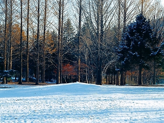 포토 JPG 주간 나무 식물 사계절 계절 설경 겨울 자연 여러그루 풍경 초원 사람없음 야외 눈 남이섬 국내포토 자연요소 섬 다수 날씨 생태계 강원도 파일형식