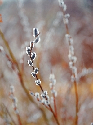 포토 JPG 주간 식물 자연 풍경 근접촬영 초원 사람없음 야외 나뭇가지 버들강아지 국내포토 자연요소 나무 뷰포인트 생태계 파일형식