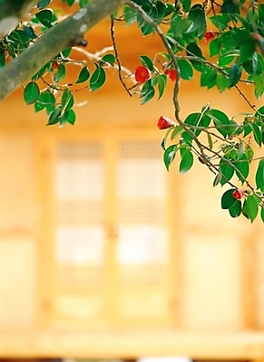 포토 JPG 주간 나무 식물 꽃 고건축 자연 주택 사람없음 야외 아웃포커스 빨간색 초록색 문 겨울꽃 동백 국내포토 자연요소 건축물 컬러 겨울 촬영기법 건물 생태계 파일형식