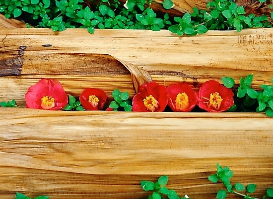 포토 JPG 주간 나무 식물 꽃 여러송이 자연 근접촬영 사람없음 야외 빨간색 초록색 겨울꽃 동백 국내포토 자연요소 뷰포인트 컬러 다수 겨울 생태계 파일형식