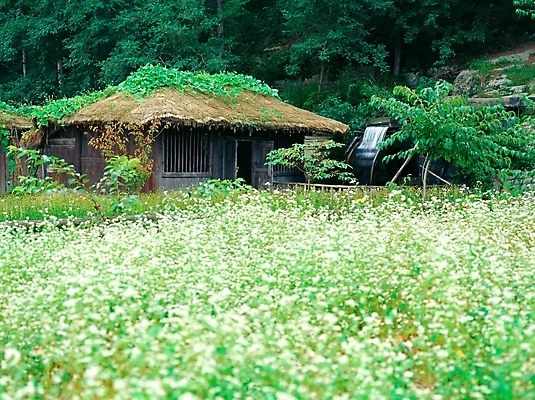 포토 JPG 주간 나무 식물 한국전통 시설물 사계절 계절 건축 고건축 한국건축 자연 주택 초가집 가을꽃 풍경 초원 사람없음 야외 동양건축 가을 숲 메밀꽃 국내포토 자연요소 전통 건축물 꽃 한옥 한국 건물 생태계 파일형식 동양 가을_계절