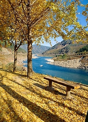 포토 JPG 주간 나무 식물 사계절 계절 단풍 낙엽 자연 산 그림자 풍경 사람없음 야외 강 가을 은행나무 추분 섬진강 국내포토 자연요소 잎 절기 생태계 파일형식