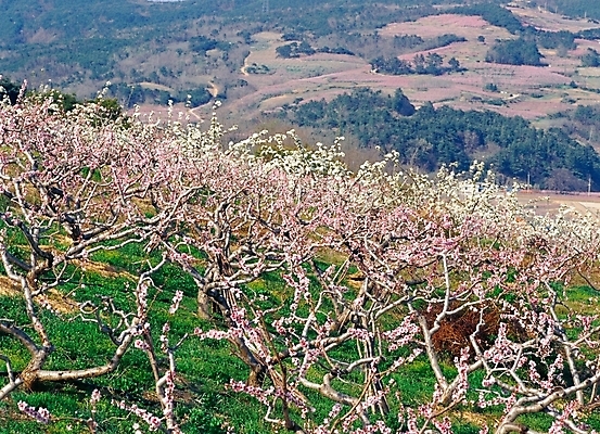 포토 JPG 주간 나무 식물 꽃 분홍색 봄꽃 자연 풍경 초원 사람없음 야외 초록색 영덕 복사꽃 국내포토 자연요소 컬러 봄 경상북도 생태계 파일형식