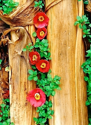 포토 JPG 주간 식물 꽃 여러송이 자연 근접촬영 사람없음 야외 빨간색 초록색 나무기둥 겨울꽃 동백 국내포토 자연요소 뷰포인트 컬러 다수 겨울 생태계 파일형식