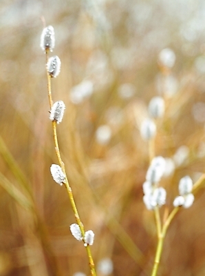 포토 JPG 주간 식물 자연 풍경 근접촬영 초원 사람없음 야외 아웃포커스 나뭇가지 버들강아지 국내포토 자연요소 나무 뷰포인트 촬영기법 생태계 파일형식