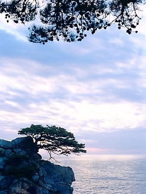 포토 JPG 주간 나무 식물 구름 바다 자연 하늘 풍경 사람없음 야외 절벽 강원도 하조대 국내포토 자연요소 한국 생태계 양양 파일형식