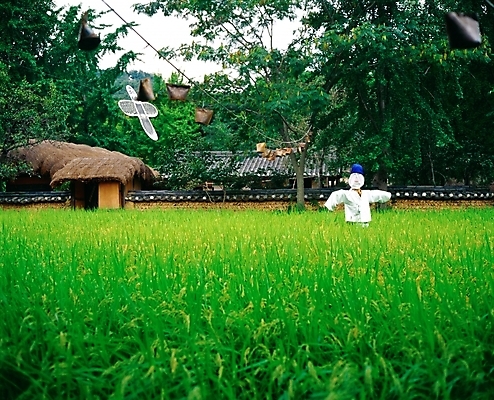 포토 JPG 주간 나무 식물 고건축 농업 자연 한옥 곡류 논 초가집 풍경 초원 사람없음 야외 초록색 벼 농촌 시골 허수아비 입추 국내포토 자연요소 한국전통 건축물 산업 컬러 절기 생태계 파일형식