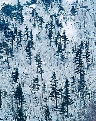 포토 JPG 주간 나무 식물 사계절 계절 설경 겨울 자연 산 여러그루 풍경 사람없음 야외 설원 눈 설악산 국내포토 자연요소 다수 날씨 눈_날씨 생태계 인제 파일형식