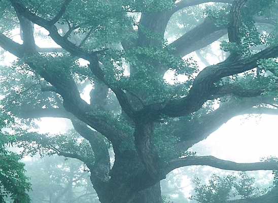 포토 JPG 주간 나무 식물 자연 한그루 사람없음 야외 초록색 안개 소프트포커스 고목 흐림 양수리 국내포토 자연요소 1 컬러 날씨 촬영기법 생태계 양평 파일형식