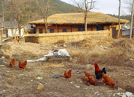 포토 JPG 주간 나무 동물 한국전통 시설물 건축 고건축 한국건축 자연 한옥 주택 초가집 풍경 사람없음 야외 정원 동양건축 농촌 시골 닭 강원도 왕곡마을 국내포토 자연요소 식물 전통 건축물 조류 한국 건물 마을 생태계 고성_강원도 파일형식 동양