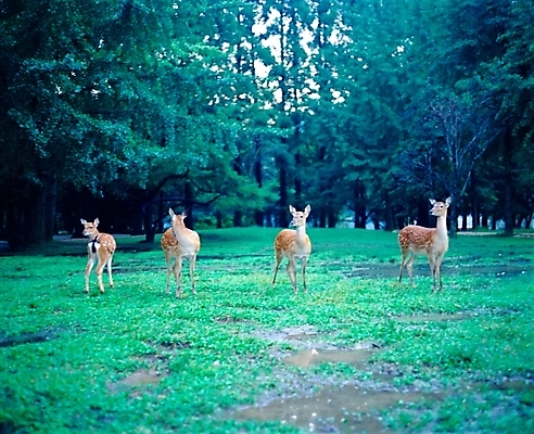 포토 JPG 주간 나무 동물 척추동물 육지동물 야생동물 여러마리 포유류 자연 사슴 풍경 사람없음 야외 물 풀 숲 남이섬 국내포토 자연요소 식물 섬 다수 생태계 강원도 파일형식