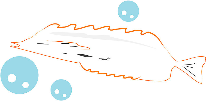 EPS 클립아트 동물 척추동물 한마리 일러스트 어류 사람없음 바다동물 물방울 국내일러스트 1 바다 수중동물 파일형식 벡터