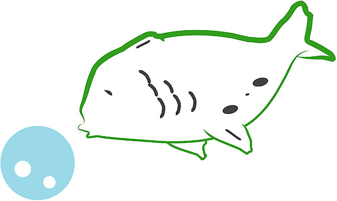 클립아트 동물 척추동물 한마리 일러스트 어류 사람없음 바다동물 물방울 국내일러스트 1 바다 수중동물