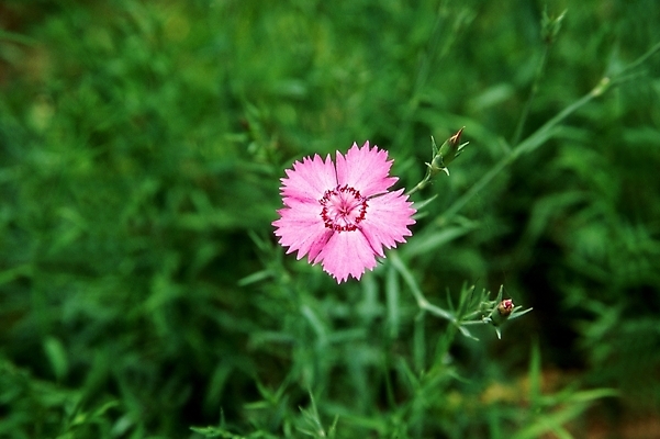 포토 JPG 주간 식물 꽃 꽃밭 한송이 여름꽃 자연 근접촬영 사람없음 야외 아웃포커스 초록색 들꽃 패랭이꽃 국내포토 자연요소 1 뷰포인트 컬러 촬영기법 생태계 송이 파일형식 여름_계절