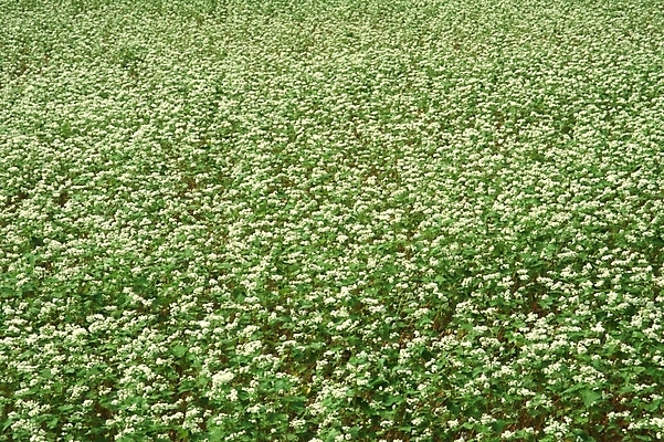 포토 JPG 주간 식물 꽃 여러송이 꽃밭 자연 가을꽃 사람없음 야외 초록색 들꽃 메밀꽃 국내포토 자연요소 컬러 다수 생태계 파일형식 가을_계절