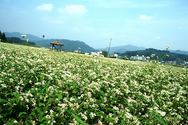 포토 JPG 주간 식물 구름 꽃 여러송이 고건축 꽃밭 자연 하늘 산 주택 한국 가을꽃 풍경 사람없음 야외 초록색 마을 들꽃 시골 원두막 메밀꽃 국내포토 자연요소 건축물 아시아 컬러 다수 건물 생태계 파일형식 가을_계절
