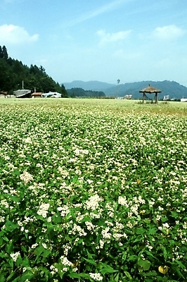 포토 JPG 주간 식물 구름 꽃 여러송이 고건축 꽃밭 자연 하늘 산 주택 한국 가을꽃 풍경 사람없음 야외 초록색 맑음 들꽃 시골 원두막 메밀꽃 국내포토 자연요소 건축물 아시아 컬러 다수 날씨 건물 생태계 파일형식 가을_계절