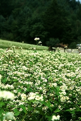 포토 JPG 주간 나무 식물 꽃 여러송이 꽃밭 자연 산 가을꽃 풍경 근접촬영 사람없음 야외 초록색 들꽃 메밀꽃 국내포토 자연요소 뷰포인트 컬러 다수 생태계 파일형식 가을_계절