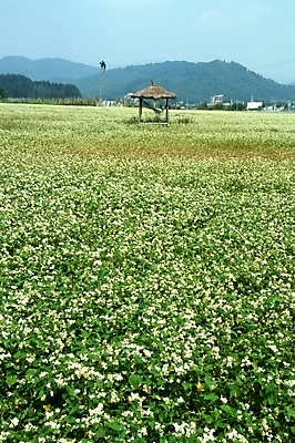 포토 JPG 주간 식물 꽃 여러송이 고건축 꽃밭 자연 산 한국 가을꽃 풍경 근접촬영 사람없음 야외 초록색 마을 들꽃 시골 원두막 메밀꽃 국내포토 자연요소 건축물 아시아 뷰포인트 컬러 다수 생태계 파일형식 가을_계절