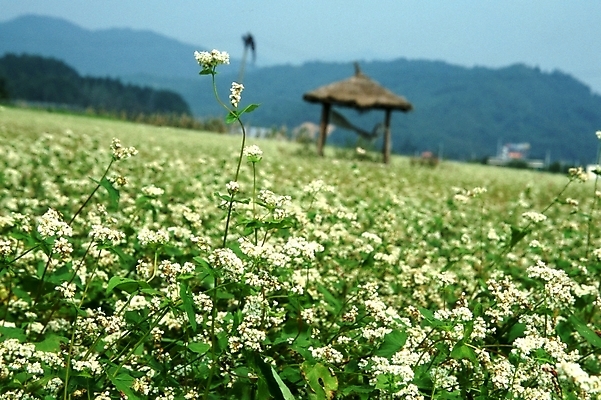 포토 JPG 주간 식물 꽃 여러송이 고건축 꽃밭 자연 산 한국 가을꽃 풍경 근접촬영 사람없음 야외 아웃포커스 초록색 들꽃 흰색 시골 원두막 메밀꽃 국내포토 자연요소 건축물 아시아 뷰포인트 컬러 다수 촬영기법 생태계 파일형식 가을_계절