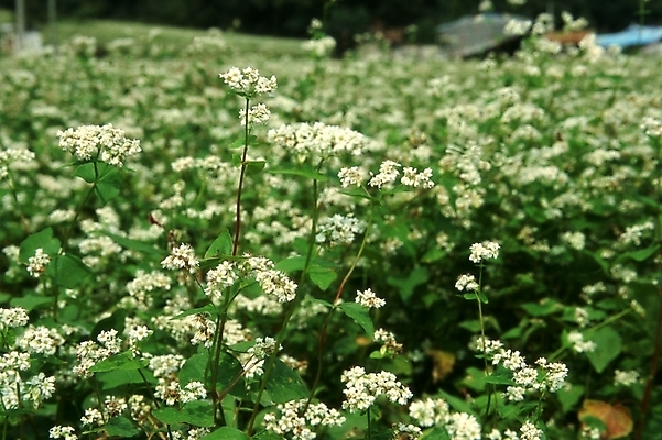 포토 JPG 주간 식물 꽃 여러송이 꽃밭 자연 가을꽃 근접촬영 사람없음 야외 아웃포커스 초록색 들꽃 흰색 메밀꽃 국내포토 자연요소 뷰포인트 컬러 다수 촬영기법 생태계 파일형식 가을_계절