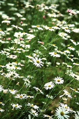 포토 JPG 주간 식물 꽃 여러송이 꽃밭 자연 풍경 근접촬영 사람없음 야외 아웃포커스 초록색 들꽃 흰색 구절초 국내포토 자연요소 뷰포인트 컬러 다수 촬영기법 생태계 파일형식