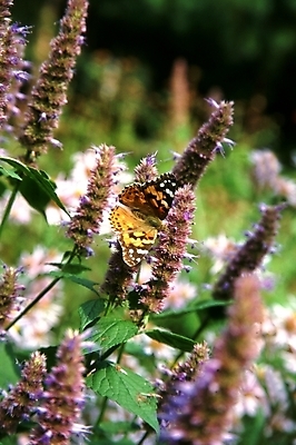 포토 JPG 주간 식물 동물 꽃 여러송이 나비 곤충 꽃밭 절지류 자연 근접촬영 사람없음 야외 아웃포커스 초록색 들꽃 국내포토 자연요소 뷰포인트 컬러 다수 촬영기법 생태계 파일형식