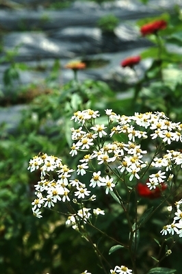 포토 JPG 주간 식물 꽃 여러송이 꽃밭 근접촬영 사람없음 야외 아웃포커스 초록색 들꽃 흰색 국내포토 자연요소 뷰포인트 컬러 다수 촬영기법 파일형식