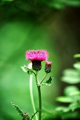 포토 JPG 주간 식물 꽃 한송이 여름꽃 자연 근접촬영 사람없음 야외 초록색 보라색 들꽃 엉겅퀴 국내포토 자연요소 1 뷰포인트 컬러 생태계 송이 파일형식 여름_계절