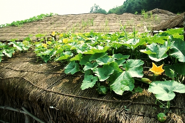 포토 JPG 주간 식물 한국전통 건축물 건축 꽃 고건축 여름꽃 자연 지붕 주택 초가집 풍경 근접촬영 사람없음 야외 건물 시골 덩굴 호박꽃 호박잎 국내포토 자연요소 전통 뷰포인트 잎 한옥 한국 생태계 파일형식 여름_계절