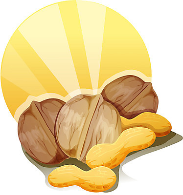 EPS 식물 전통 계절 명절 겨울 일러스트 사람없음 견과류 이미지다이어리 땅콩 호두 정월대보름 부럼 국내일러스트 기념일 파일형식 벡터