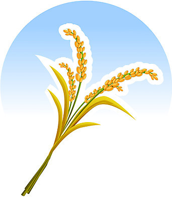 EPS 식물 계절 일러스트 곡류 사람없음 추수 벼 가을 절기 이미지다이어리 추분 음력 국내일러스트 농업 파일형식 벡터