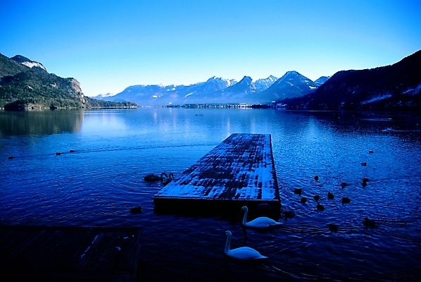 포토 JPG 주간 동물 해외 유럽 호수 외국문화 자연 산 풍경 사람없음 야외 관광지 강 오스트리아 백조 만년설 상트길겐 오스트리아문화 잘츠부르크 국내포토 자연요소 나라 문화 여행 조류 생태계 서양문화 파일형식
