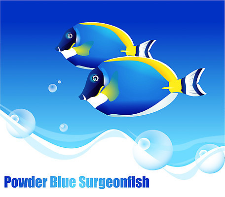 EPS 동물 척추동물 바다 두마리 일러스트 자연 관상어 어류 사람없음 바닷속 해저 수중동물 국내일러스트 2 수중 생태계 파일형식 벡터