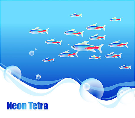 EPS 동물 척추동물 바다 여러마리 일러스트 자연 관상어 어류 사람없음 바닷속 해저 수중동물 네온테트라 국내일러스트 다수 수중 생태계 파일형식 벡터