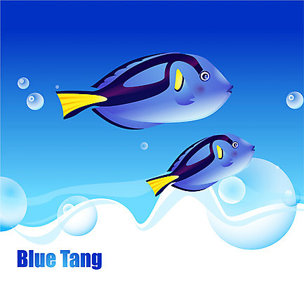 EPS 동물 척추동물 바다 두마리 일러스트 자연 관상어 어류 사람없음 바닷속 해저 수중동물 블루탱 국내일러스트 2 수중 생태계 파일형식 벡터