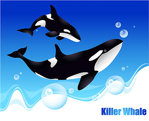 EPS 동물 척추동물 바다 두마리 일러스트 포유류 자연 어류 사람없음 바닷속 해저 바다동물 수중동물 고래 범고래 국내일러스트 2 수중 생태계 파일형식 벡터