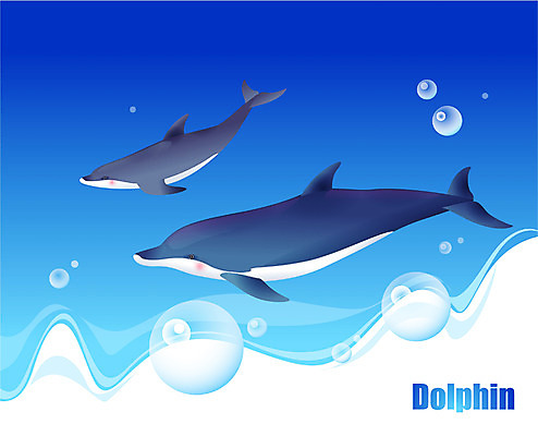 EPS 동물 척추동물 바다 두마리 일러스트 포유류 자연 어류 사람없음 바닷속 해저 바다동물 수중동물 고래 돌고래 국내일러스트 2 수중 생태계 파일형식 벡터