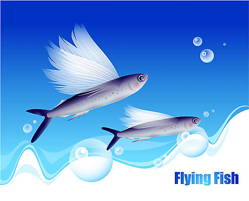 EPS 동물 척추동물 바다 두마리 일러스트 자연 어류 사람없음 바닷속 해저 수중동물 날치 국내일러스트 2 수중 생태계 파일형식 벡터