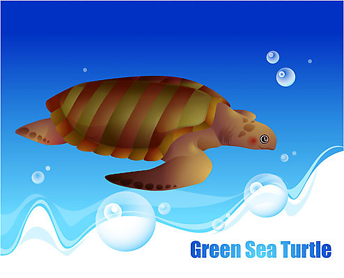 EPS 동물 척추동물 한마리 야생동물 바다 일러스트 파충류 어류 사람없음 바닷속 해저 수중동물 거북이 바다거북 국내일러스트 1 수중 파일형식 벡터