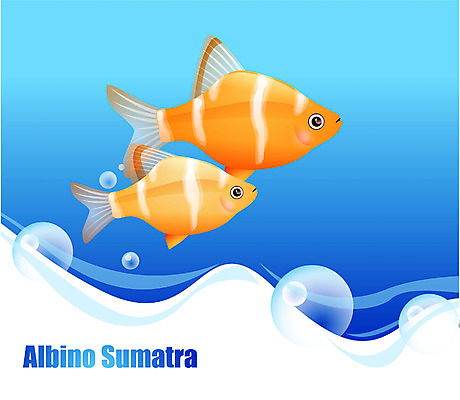 EPS 동물 척추동물 바다 두마리 일러스트 자연 관상어 어류 사람없음 바닷속 해저 수중동물 알비노수마트라 국내일러스트 2 수중 생태계 파일형식 벡터