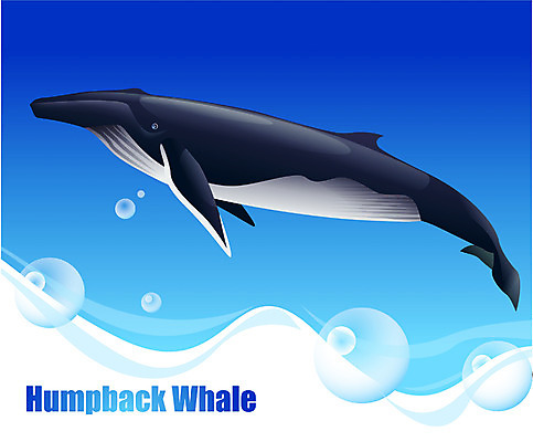 EPS 동물 척추동물 한마리 야생동물 바다 일러스트 포유류 어류 사람없음 바닷속 해저 바다동물 수중동물 고래 혹등고래 국내일러스트 1 수중 파일형식 벡터