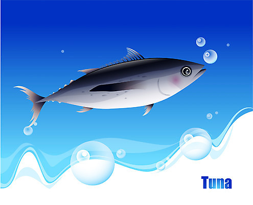 EPS 동물 척추동물 한마리 바다 일러스트 자연 어류 사람없음 바닷속 해저 수중동물 참치 국내일러스트 1 수중 생태계 파일형식 벡터