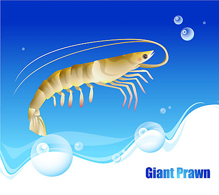 EPS 동물 척추동물 한마리 바다 일러스트 자연 새우 어류 사람없음 바닷속 해저 수중동물 대하 국내일러스트 1 갑각류 수중 생태계 파일형식 벡터