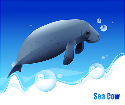 EPS 동물 척추동물 한마리 야생동물 바다 일러스트 포유류 사람없음 바닷속 해저 바다동물 수중동물 바다코끼리 국내일러스트 1 수중 파일형식 벡터