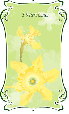 EPS 식물 꽃 컬러 백그라운드 일러스트 자연 사람없음 노란색 겨울꽃 수선화 1월 탄생화 국내일러스트 겨울 날짜 생태계 파일형식 벡터