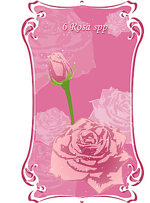 EPS 식물 꽃 컬러 백그라운드 일러스트 여름꽃 자연 사람없음 빨간색 장미 6월 탄생화 국내일러스트 날짜 생태계 파일형식 벡터 여름_계절